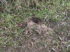 Tachyglossus aculeatus