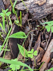 Caladenia latifolia