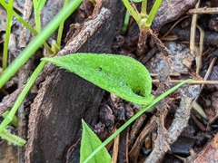 Caladenia latifolia