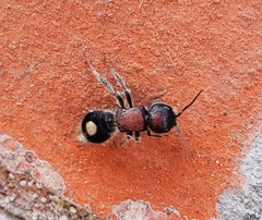 Sigilla dorsata