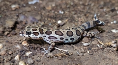 Cyrtodactylus varadgirii