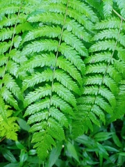 Diplazium polypodioides