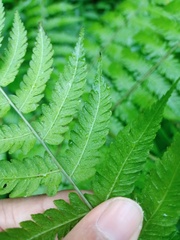 Diplazium polypodioides