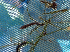 Erpobdella octoculata