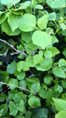Hedera azorica