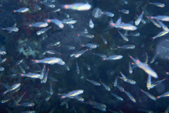 Ostorhinchus parvulus