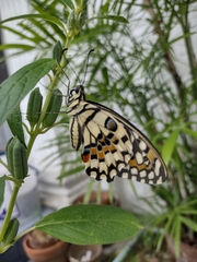 Papilio demoleus