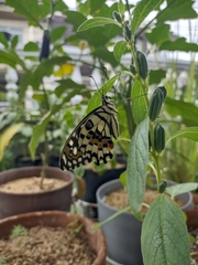 Papilio demoleus