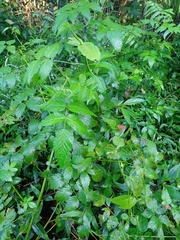 Rubus rosifolius