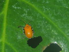 Chrysomelidae
