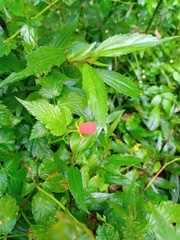 Rubus rosifolius