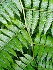 Diplazium polypodioides