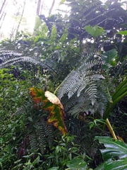 Diplazium polypodioides