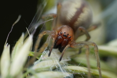 Cheiracanthium erraticum