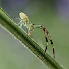 Thomisidae