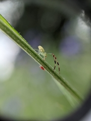 Thomisidae