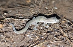 Hemidactylus gracilis