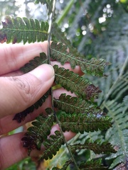Diplazium polypodioides
