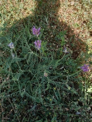 Astragalus onobrychis