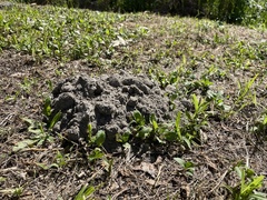 Talpa europaea