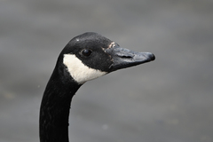 Branta canadensis