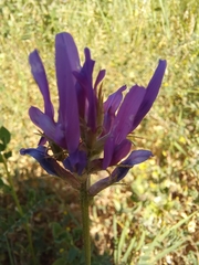 Astragalus onobrychis