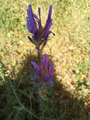 Astragalus onobrychis
