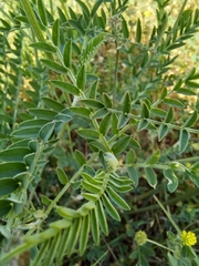 Astragalus onobrychis