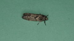 Oenochroa