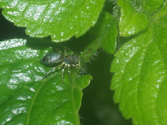 Cosmophasis gemmans