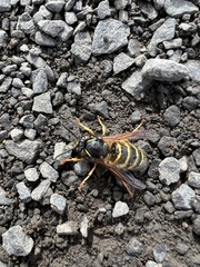 Dolichovespula norwegica