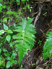 Deparia petersenii