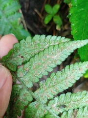 Deparia petersenii