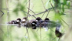 Bucephala clangula clangula