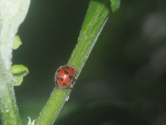 Henosepilachna enneasticta