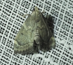 Hypsopygia phoezalis