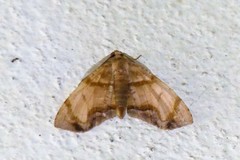 Achrosis incitata