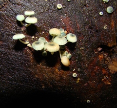 Mycena interrupta