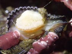 Paciocinebrina circumtexta