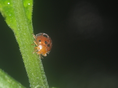 Henosepilachna enneasticta