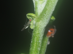 Neriidae