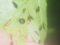 Coleoptera