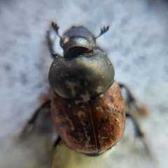 Palaeonthophagus