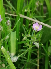 Spergularia rubra