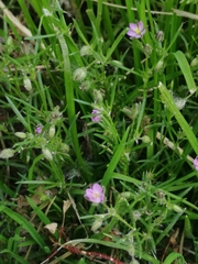 Spergularia rubra