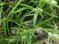 Spergularia rubra