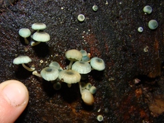 Mycena interrupta