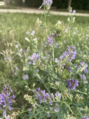Medicago sativa