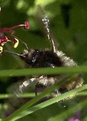Bombus