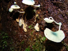 Mycena interrupta